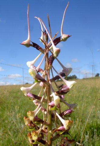 Disa cooperi old flower spike